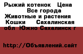 Рыжий котенок › Цена ­ 1 - Все города Животные и растения » Кошки   . Сахалинская обл.,Южно-Сахалинск г.